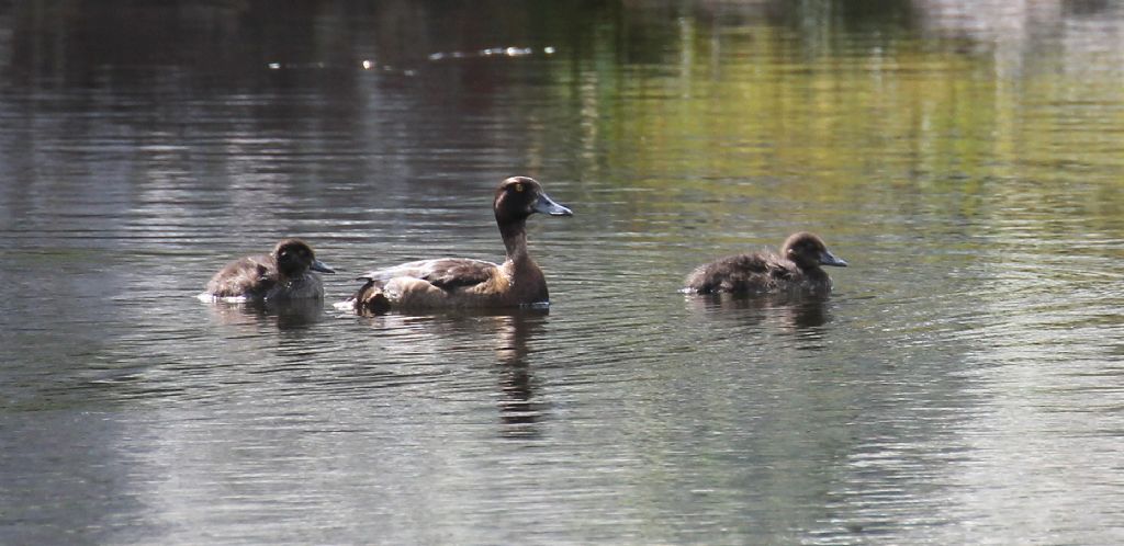 Mmoretta grigia (Aythya marila)?   No, Moretta (Aythya fuligula)